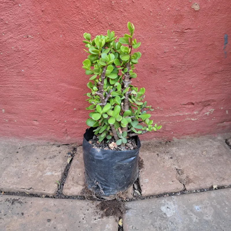 Portulacaria Afra "Spekboom" 1Liter