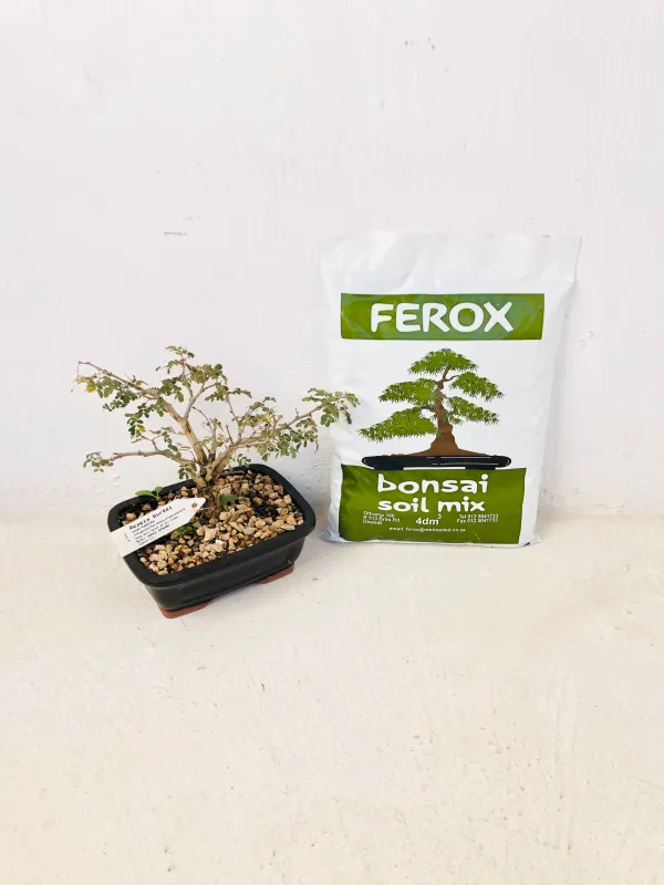 Bonsai Organic Soil Mix 4dm3