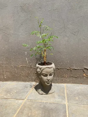 Lady Anna Planter Head Painted Light Grey - H250mm x W150mm - 5.8kg