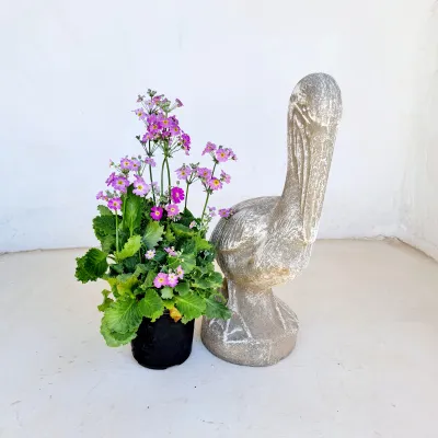 Pelican Whitewash Finish - H510mm x W200mm - 16kg