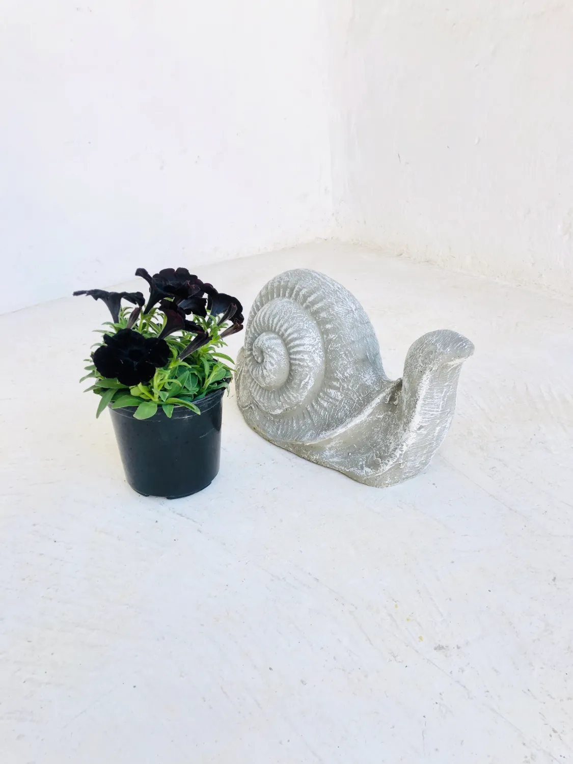 Snail Large Whitewash Finish - L400mm x H200mm - 13kg