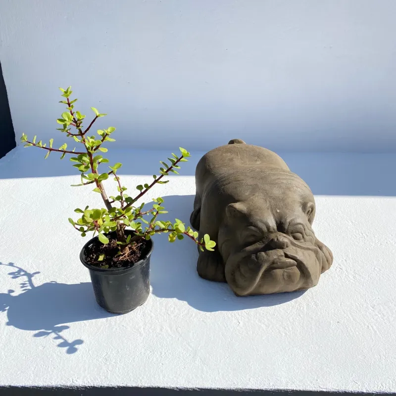 Sleepy Bulldog Antique Amber Finish - H130mm x L400mm - 7kg