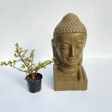 Buddha Head Antique Amber Finish - H500mm - 13kg