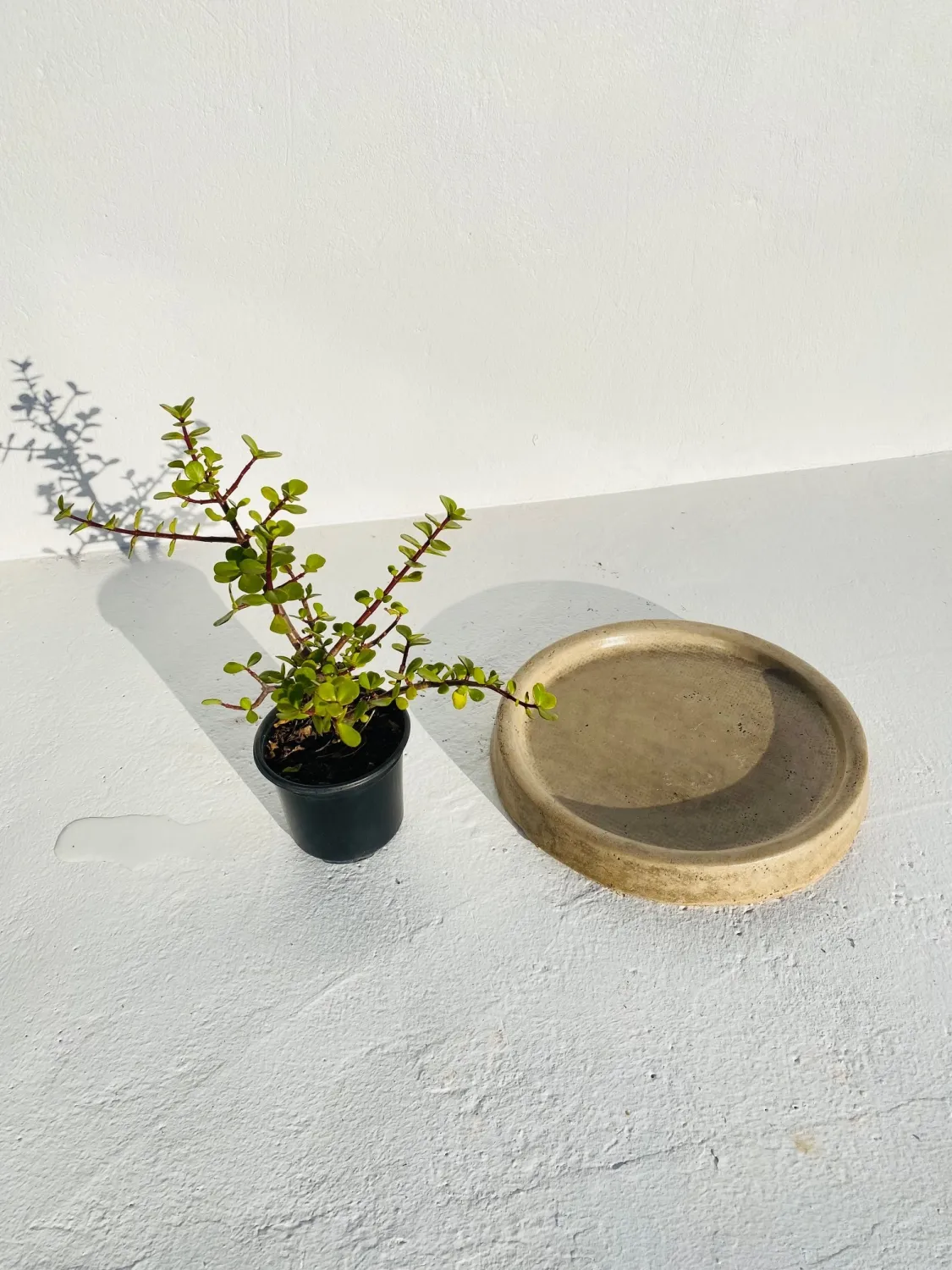 Drip Tray Small Round Cement Seal Finish - W320mm - 4kg