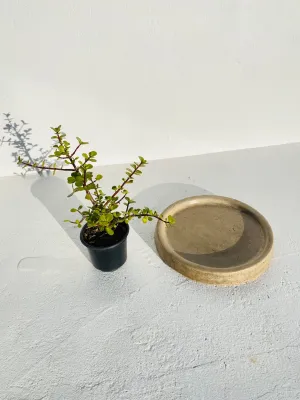 Drip Tray Small Round Cement Seal Finish - W320mm - 4kg