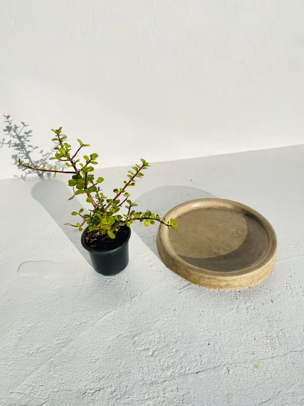 Drip Tray Small Round Cement Seal Finish - W320mm - 4kg