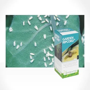 Garden Ripcord 50ml