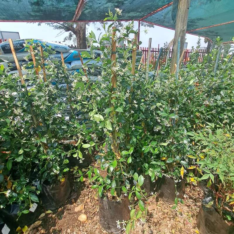 Trachelospermum Jasminoides "Star Jasmine" 10Liter
