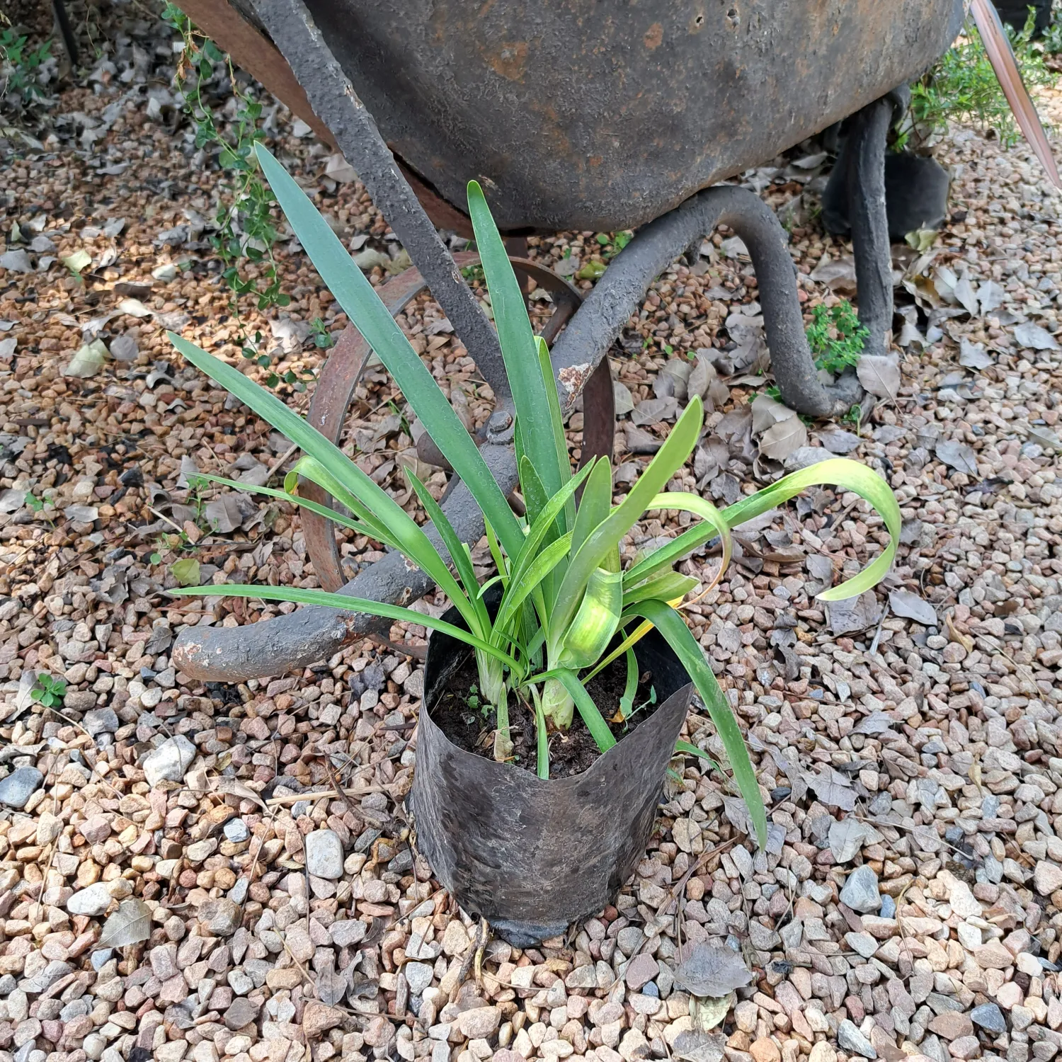 Agapanthus Praecox &#39;Blue&#39; 4L