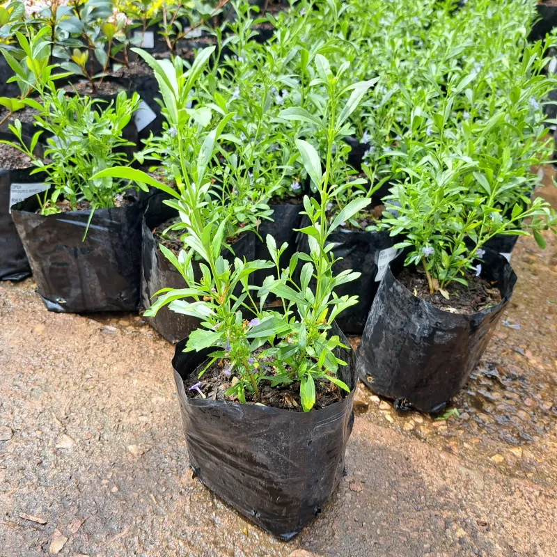 Felicia Amelloides "Blue Marguerite" 4Liter