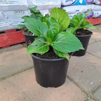 Hydrangea Macrophylla "Christmas Rose" 19cmPot