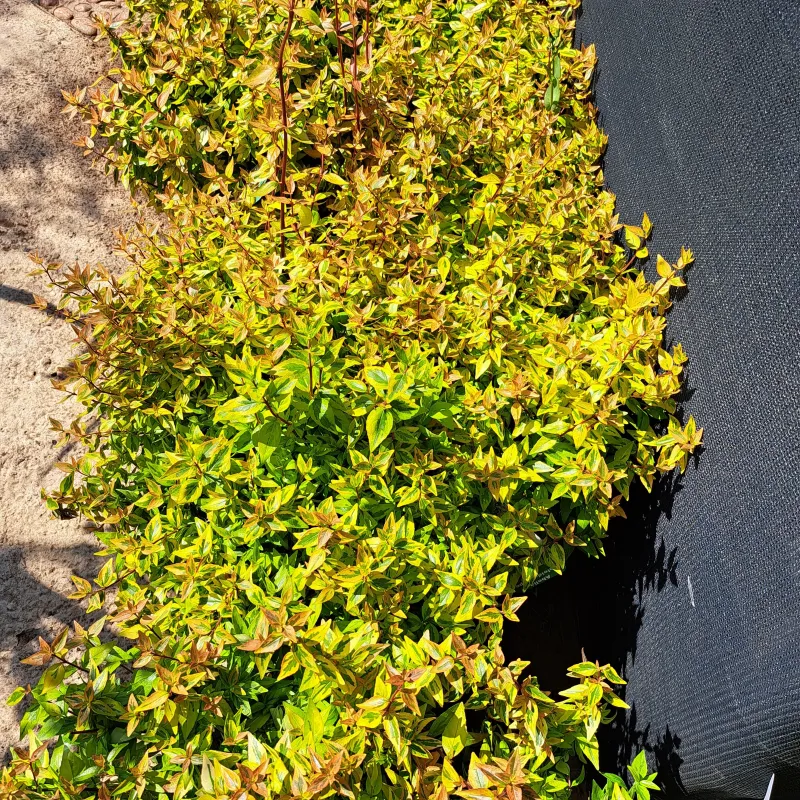 Abelia x grandiflora Kaleidoscope var. 5 liters