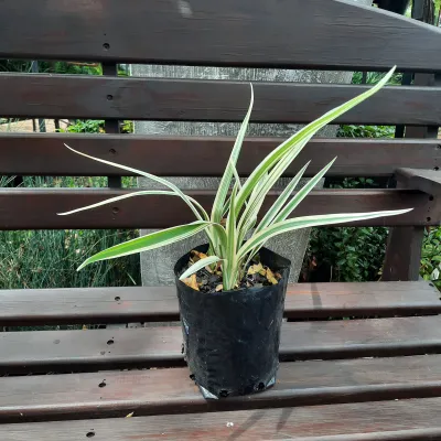 Dianella "Variegated Flax Lilly" 4L