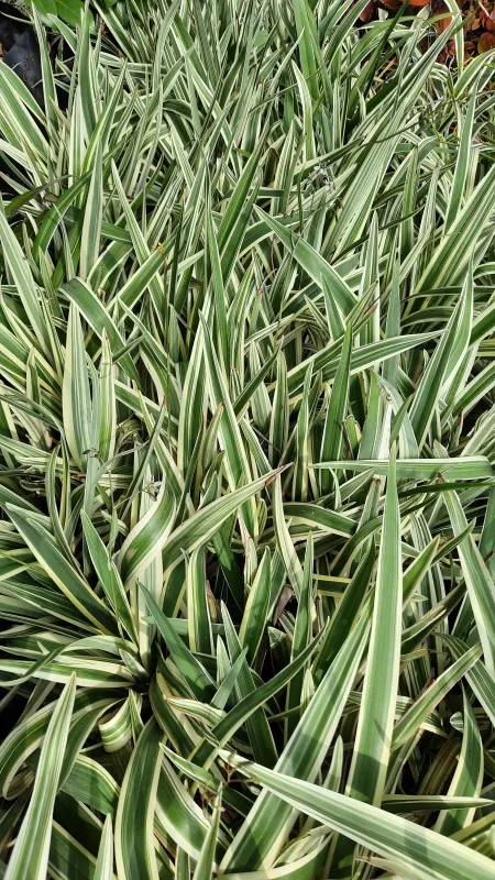 Dianella "FlaxLilly" 17cmPot