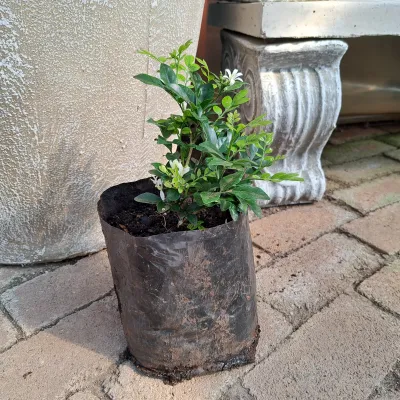 Murraya Exotica "Orange Jasmine" 4Liter