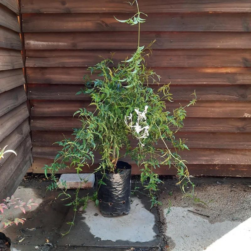 Jasminum Polyanthum STAKED "Chinese Jasmine" 5Liter