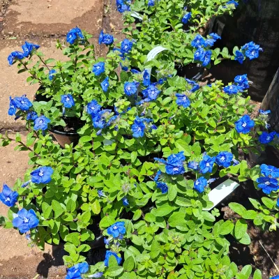 Evolvulus Glomeratus ‘Blue My Mind’ 17cm