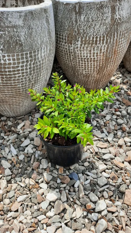 Cuphea Hyssopifolia Cocktail "Mexican Heather"  15cm