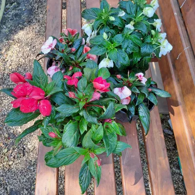 New Guinea Impatiens &quot;Clockwork&quot; Mixed Colours 15cm pot