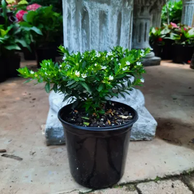 Cuphea Hyssopifolia "Mexican Heather White Star" 15cm