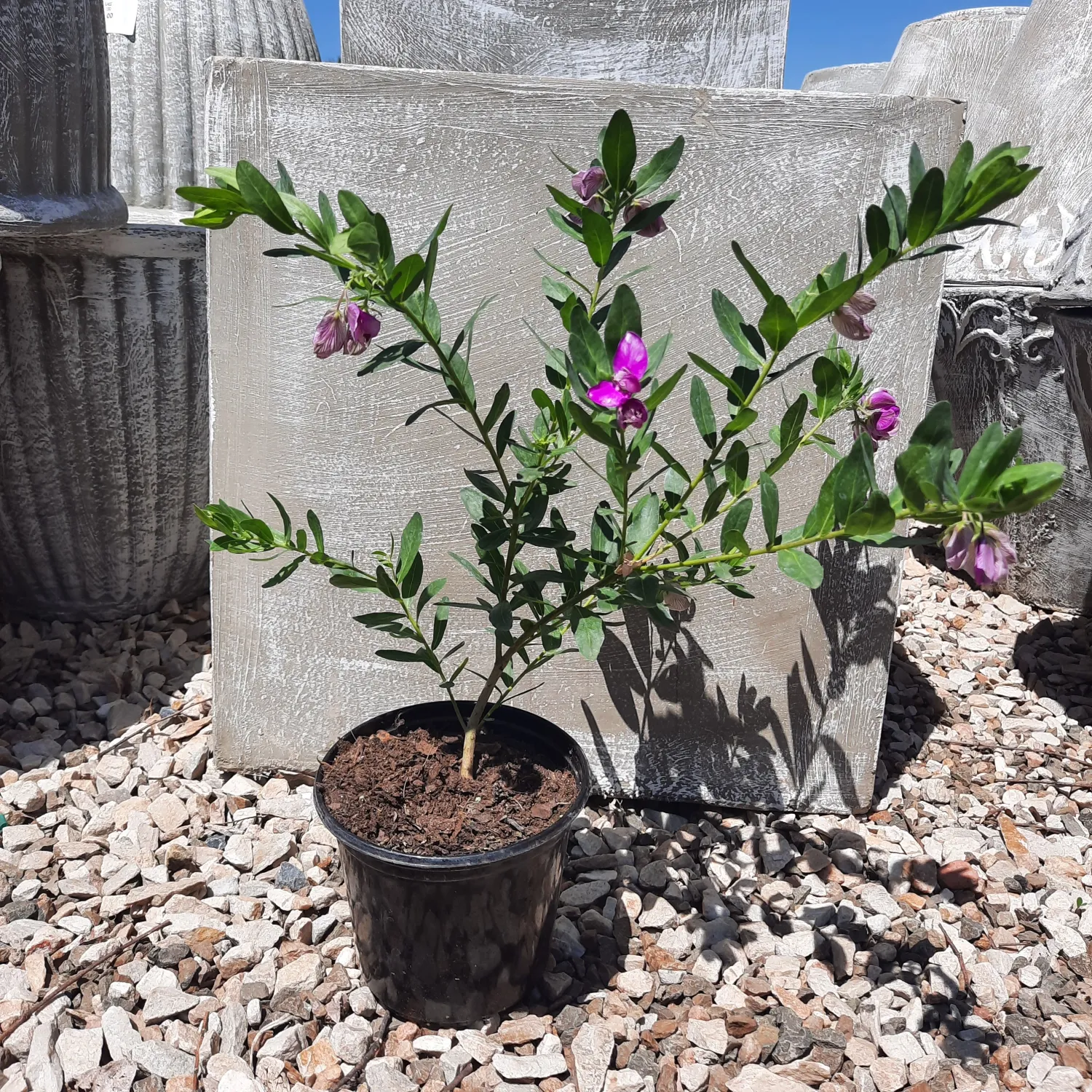 Polygala Myrtifolia Pot