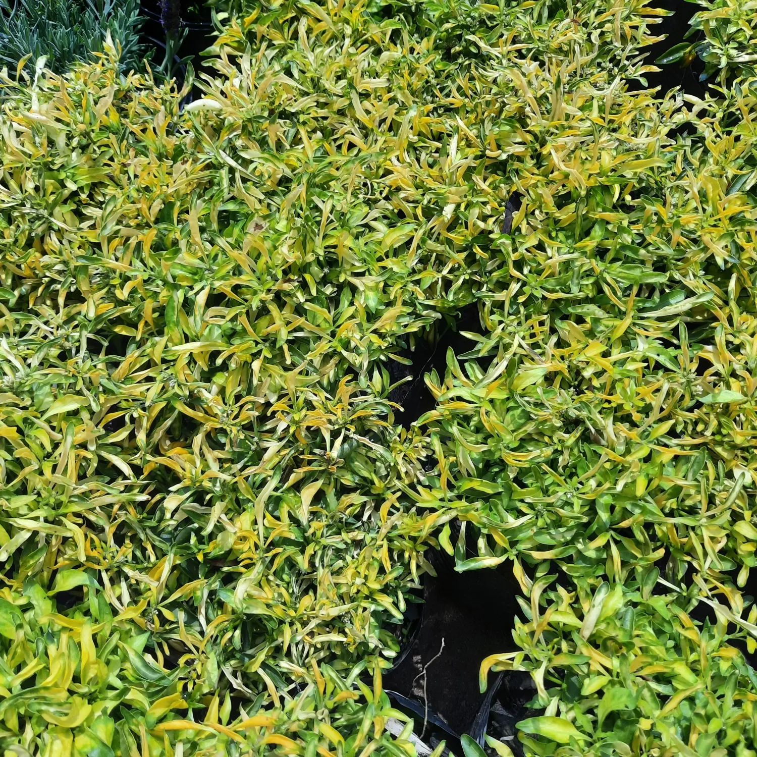 Alternanthera Green Gold 3 Liter