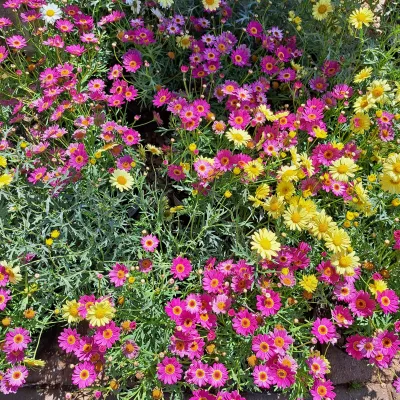 Argyranthemum Grand Daisy 15cm