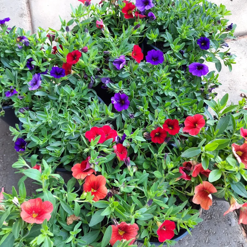 Calibrachoa x Hybrida "Million Bells" (Mixed Colours) 15cmPot