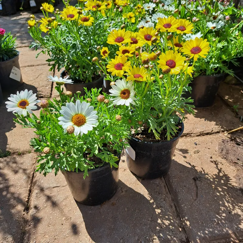 Argyranthemum Frutescens "Grand Daisy" (Mixed Colours)  15cm