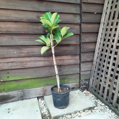 Viburnum Odoratissimum Standard 17cm Pot