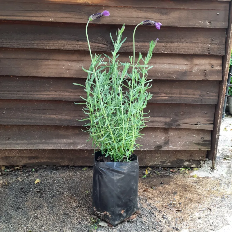 Lavandula Stoechas "French Lavender" 3Liter