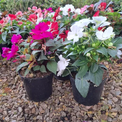 Impatiens Hawkeri "Sunpatients" Mixed Colours 15cmPot