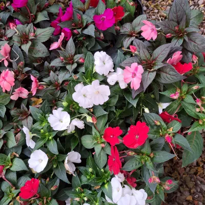 Sunpatients mix 15cm Pot 15CM