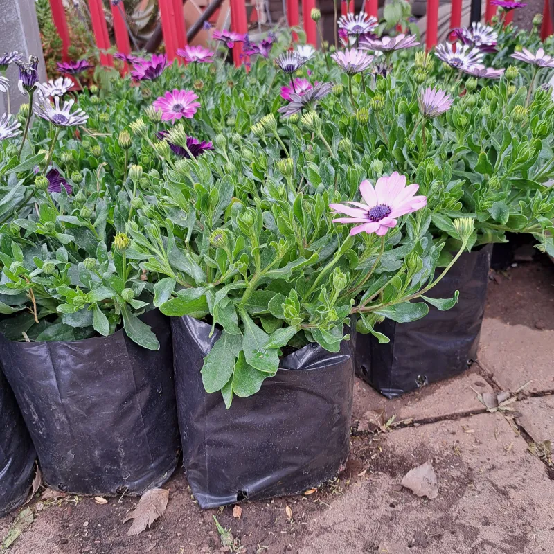 Osteospermum "Cape Daisy" Mixed Colours 4Liter