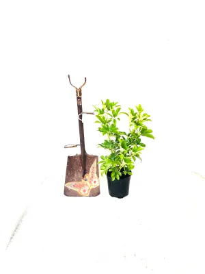 Schefflera 19cm Pot