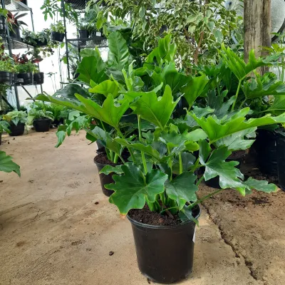 Philodendron Hope 17cm Pot