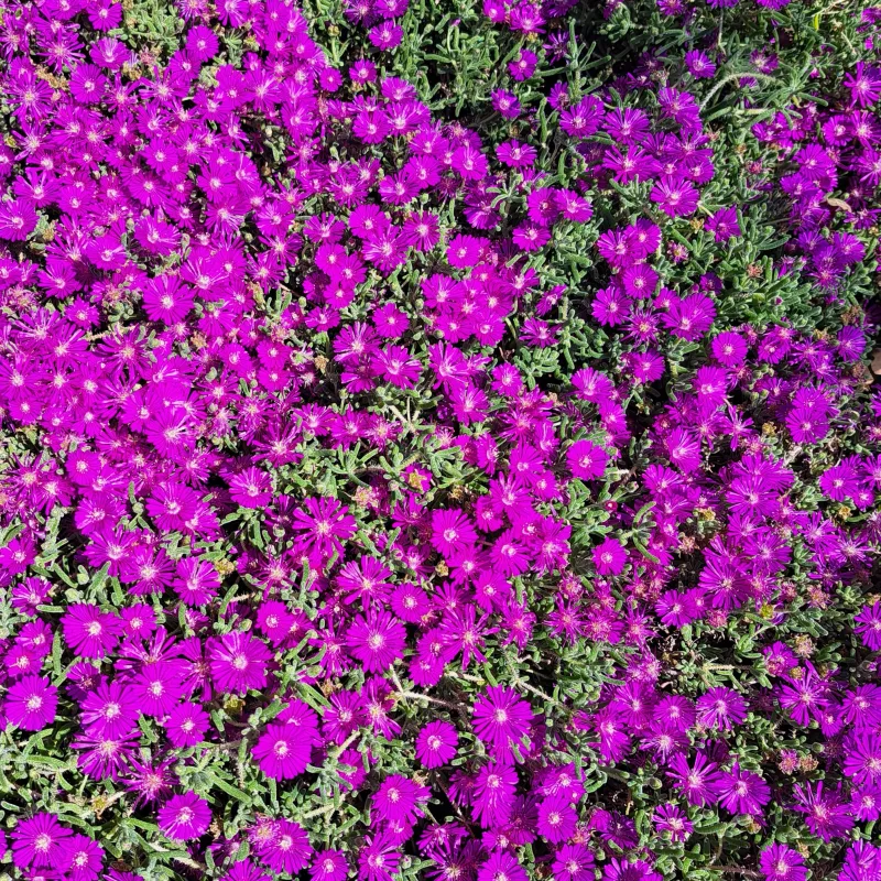 Delosperma Ice Plant Purple (Vygie) 17cm Pot