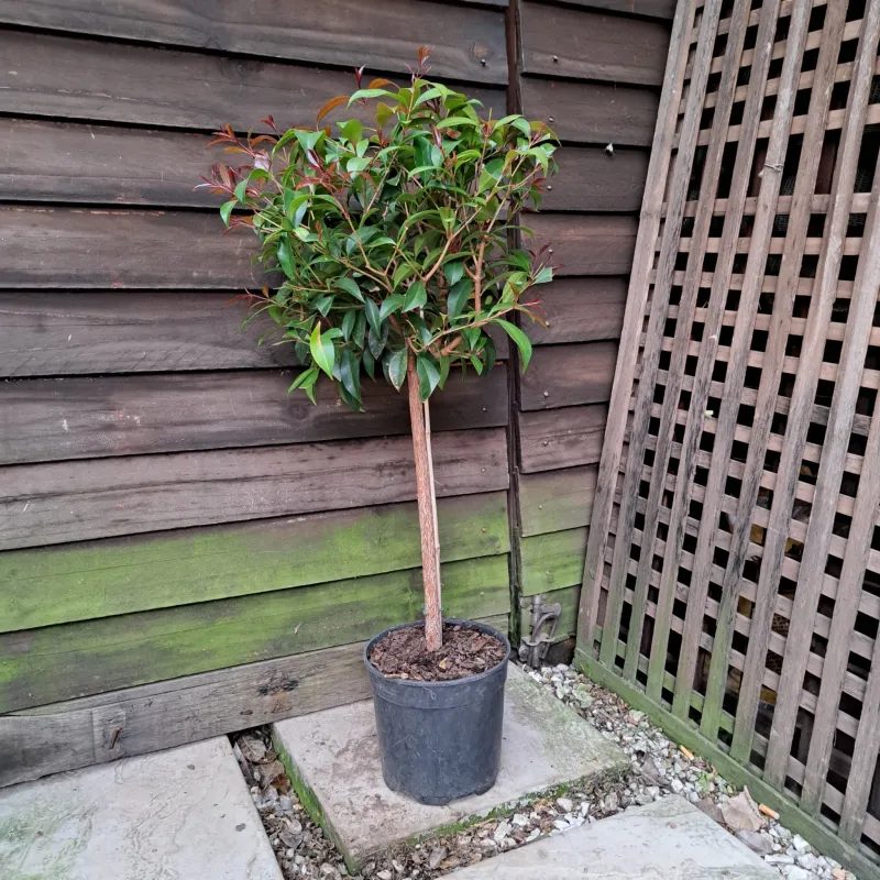 Syzygium Brush Cherry Patio Standard 19cm Pot
 H 800mm