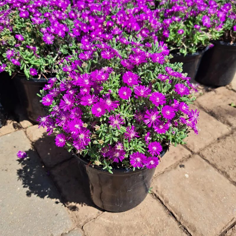 Delosperma Cooperi  "Vygie" 17cmPot