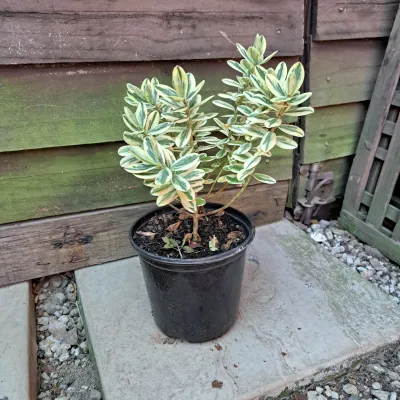 Hebe Franciscana "Large Shrubby Veronica" 15cmPot