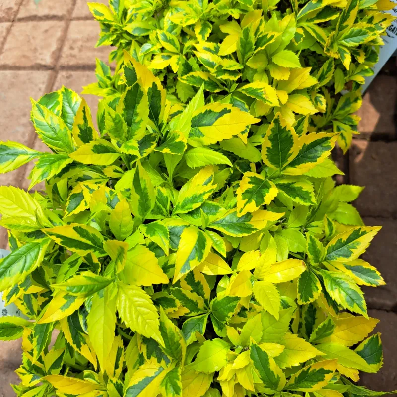 Duranta Erecta Ball "Golden Variegated Duranta"  23cmPot