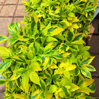 Duranta Erecta Ball "Golden Variegated Duranta"  23cmPot