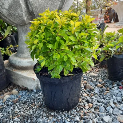 Duranta Ball 23cm Pot
