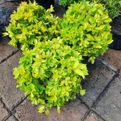 Duranta Ball 23cm Pot