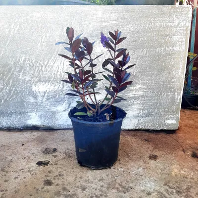 Hebe Amy "Shrubby Veronica" 15cmPot