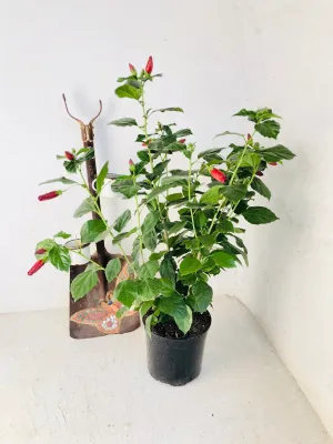 Hibiscus Rosa Sinensis "Tropical Hibiscus" Mixed Colours 23cmPot