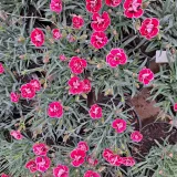 Dianthus Capitan 15cm Pot