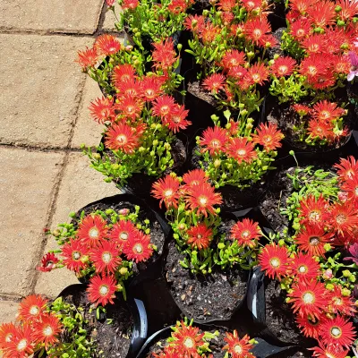 Dorotheanthus bellidiformis "Vygies Orange" 3 Liter