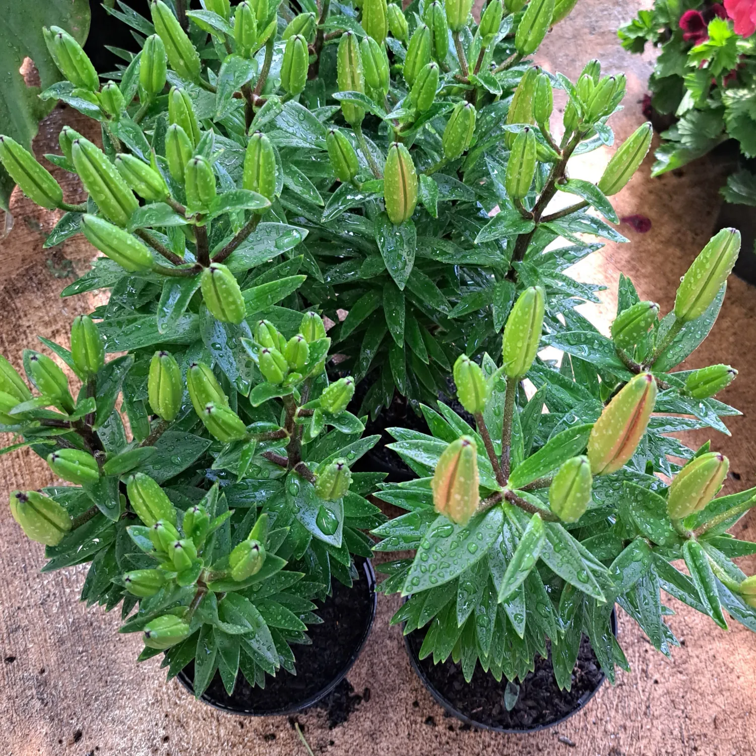 Lilium Asiatic mix (starting to flower) 15cm
