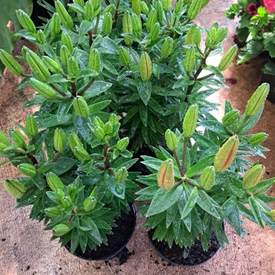 Lilium Asiatic mix (starting to flower) 15cm